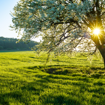 Spring Statement March 2025 Related image